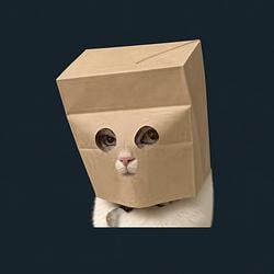 5XZCAT