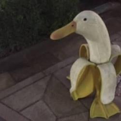 DUCK / SOL