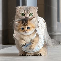 CARRYCAT / SOL