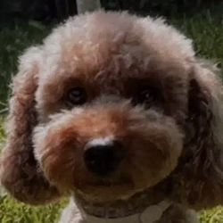 Bella