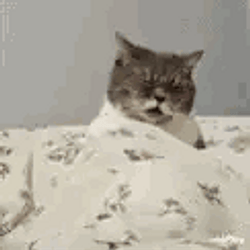 GoonCat