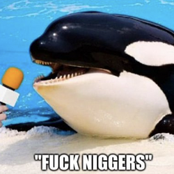 Orca / SOL