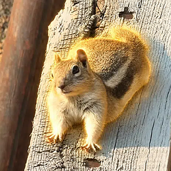 THEODORE