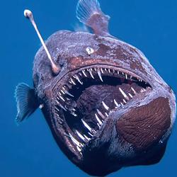 EvilFishh / SOL