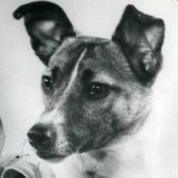 LAIKA