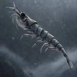 KRILL