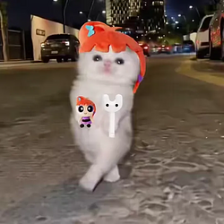 piupiupiu / QQQ