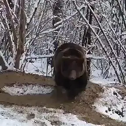 BEAR / WETH