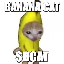bcat / SOL