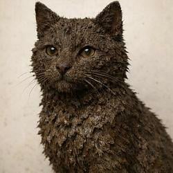 $CATSHIT / SOL