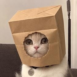 CATZ