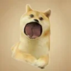 POPDOGE