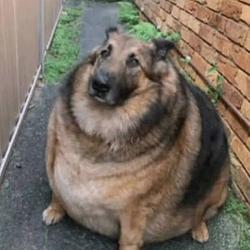 FATDOG