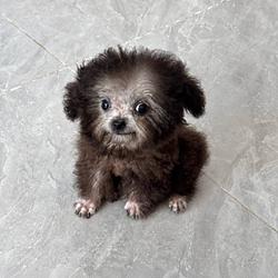 sDOG