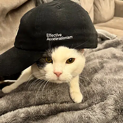 E/CAT