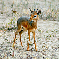 dik