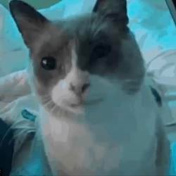 poteto