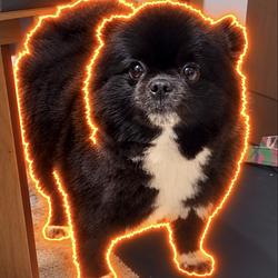 FATDOG