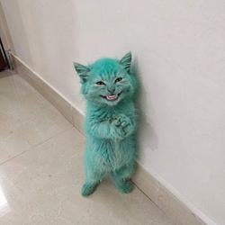 BCAT