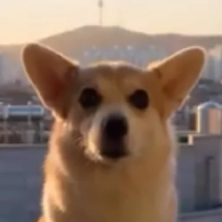 Pawderman