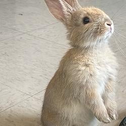 bunny