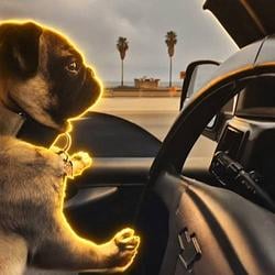 PUGLIFE / SOL