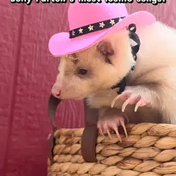 Dolly