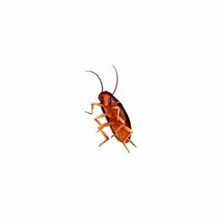 COCKROACH
