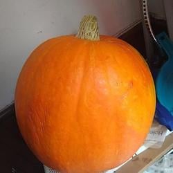 PUMPKIN