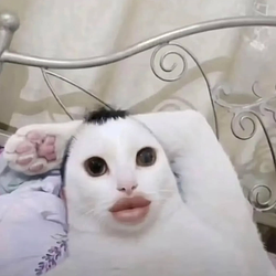 UGLYCAT / SOL
