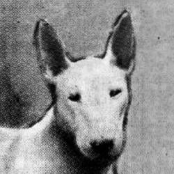 SCHIZODOG