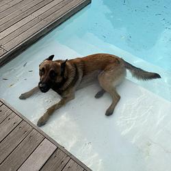 REX