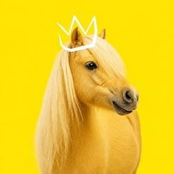 PONY