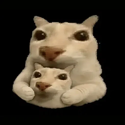 Hodlcat