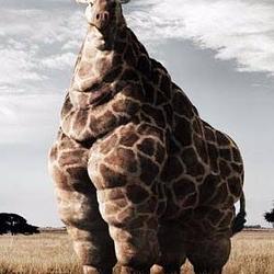 fatraff