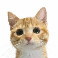 neko