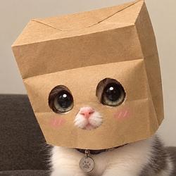 BABYZCAT