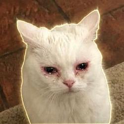 sadcat