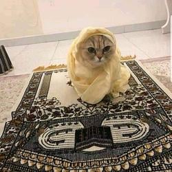 praycat