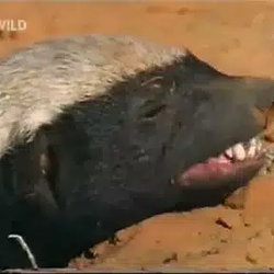 HONEYBADGER