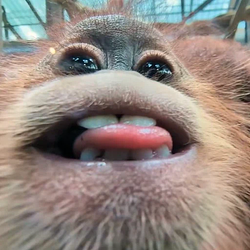 Monke