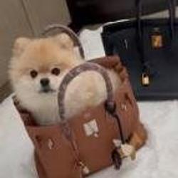 Birkin