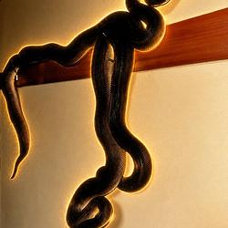 PYTHONS