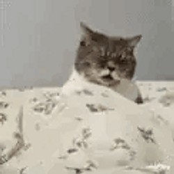 GoonCat