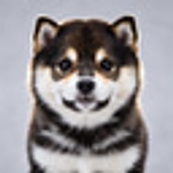 柴犬小黑