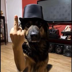 DOGFUCK