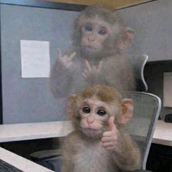 APE