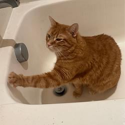 TUB
