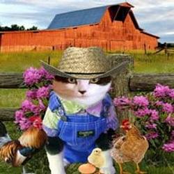 farmcat / SOL