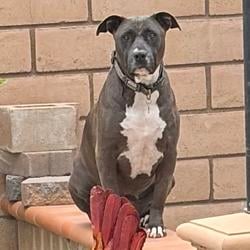 dog